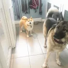 Business 14 image TIDY TAILS DOG GROOMING Pet Grooming Services in Victoria BC