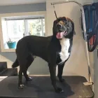 Business 16 image TIDY TAILS DOG GROOMING Pet Grooming Services in Victoria BC