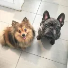 Business 17 image TIDY TAILS DOG GROOMING Pet Grooming Services in Victoria BC