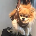 Business 19 image TIDY TAILS DOG GROOMING Pet Grooming Services in Victoria BC