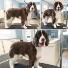 Business 21 image TIDY TAILS DOG GROOMING Pet Grooming Services in Victoria BC