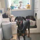 Business 22 image TIDY TAILS DOG GROOMING Pet Grooming Services in Victoria BC