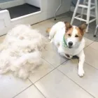 Business 23 image TIDY TAILS DOG GROOMING Pet Grooming Services in Victoria BC