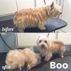 Business 25 image TIDY TAILS DOG GROOMING Pet Grooming Services in Victoria BC