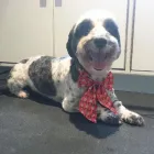 Business 26 image TIDY TAILS DOG GROOMING Pet Grooming Services in Victoria BC