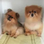 Business 28 image TIDY TAILS DOG GROOMING Pet Grooming Services in Victoria BC