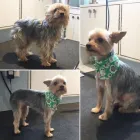 Business 29 image TIDY TAILS DOG GROOMING Pet Grooming Services in Victoria BC