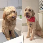 Business 30 image TIDY TAILS DOG GROOMING Pet Grooming Services in Victoria BC