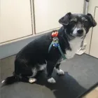 Business 32 image TIDY TAILS DOG GROOMING Pet Grooming Services in Victoria BC