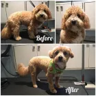 Business 33 image TIDY TAILS DOG GROOMING Pet Grooming Services in Victoria BC