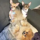 Business 34 image TIDY TAILS DOG GROOMING Pet Grooming Services in Victoria BC