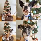 Business 35 image TIDY TAILS DOG GROOMING Pet Grooming Services in Victoria BC