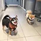 Business 36 image TIDY TAILS DOG GROOMING Pet Grooming Services in Victoria BC