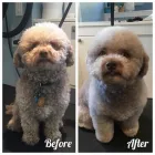 Business 37 image TIDY TAILS DOG GROOMING Pet Grooming Services in Victoria BC