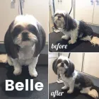 Business 39 image TIDY TAILS DOG GROOMING Pet Grooming Services in Victoria BC