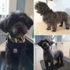 Business 41 image TIDY TAILS DOG GROOMING Pet Grooming Services in Victoria BC