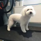 Business 42 image TIDY TAILS DOG GROOMING Pet Grooming Services in Victoria BC