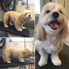 Business 1 image TIDY TAILS DOG GROOMING Pet Grooming Services in Victoria BC