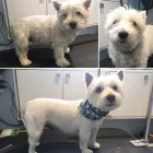 Business 2 image TIDY TAILS DOG GROOMING Pet Grooming Services in Victoria BC