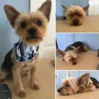 Business 43 image TIDY TAILS DOG GROOMING Pet Grooming Services in Victoria BC