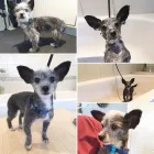 Business 45 image TIDY TAILS DOG GROOMING Pet Grooming Services in Victoria BC