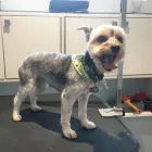 Business 46 image TIDY TAILS DOG GROOMING Pet Grooming Services in Victoria BC