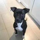 Business 47 image TIDY TAILS DOG GROOMING Pet Grooming Services in Victoria BC