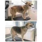 Business 48 image TIDY TAILS DOG GROOMING Pet Grooming Services in Victoria BC