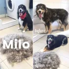 Business 49 image TIDY TAILS DOG GROOMING Pet Grooming Services in Victoria BC