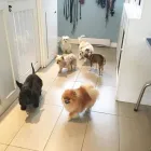 Business 3 image TIDY TAILS DOG GROOMING Pet Grooming Services in Victoria BC