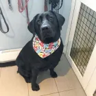 Business 5 image TIDY TAILS DOG GROOMING Pet Grooming Services in Victoria BC