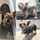 Business 6 image TIDY TAILS DOG GROOMING Pet Grooming Services in Victoria BC