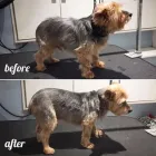 Business 7 image TIDY TAILS DOG GROOMING Pet Grooming Services in Victoria BC