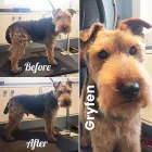 Business 8 image TIDY TAILS DOG GROOMING Pet Grooming Services in Victoria BC