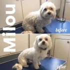 Business 9 image TIDY TAILS DOG GROOMING Pet Grooming Services in Victoria BC