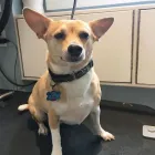 Business 11 image TIDY TAILS DOG GROOMING Pet Grooming Services in Victoria BC