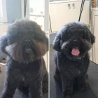 Business 12 image TIDY TAILS DOG GROOMING Pet Grooming Services in Victoria BC