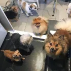 Business 13 image TIDY TAILS DOG GROOMING Pet Grooming Services in Victoria BC