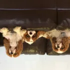 Business 1 image TINA'S PET GROOMING Pet Grooming Services in West Vancouver BC