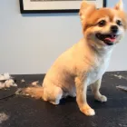 Business 2 image TINA'S PET GROOMING Pet Grooming Services in West Vancouver BC