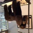 Business 3 image TINA'S PET GROOMING Pet Grooming Services in West Vancouver BC