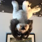 Business 5 image TINA'S PET GROOMING Pet Grooming Services in West Vancouver BC