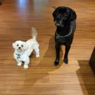 Entreprises 1 image TOILETTAGE WHISKERS Pet Grooming Services dans Laval QC
