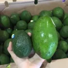 Entreprises 8 image TOMAVO FRUITS Supermarkets dans Moncton NB