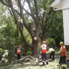 Business 2 image TOTAL TREE CARE Tree Work & Forestry Services in Hamilton ON
