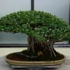 Business 2 image TREE SERVICE NANAIMO Tree Work & Forestry Services in Nanaimo BC