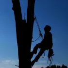 Business 1 image TREE SERVICES HAMILTON Trees & Shrubs in Hamilton ON