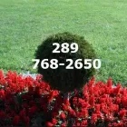 Business 3 image TREE SERVICES HAMILTON Trees & Shrubs in Hamilton ON