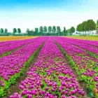 Business 18 image TT BEAUTY NAILS SPA Nail Salons & Technicians in Burlington ON