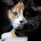 Entreprises 3 image VANCOUVER ALLERGY Homeopaths dans North Vancouver BC